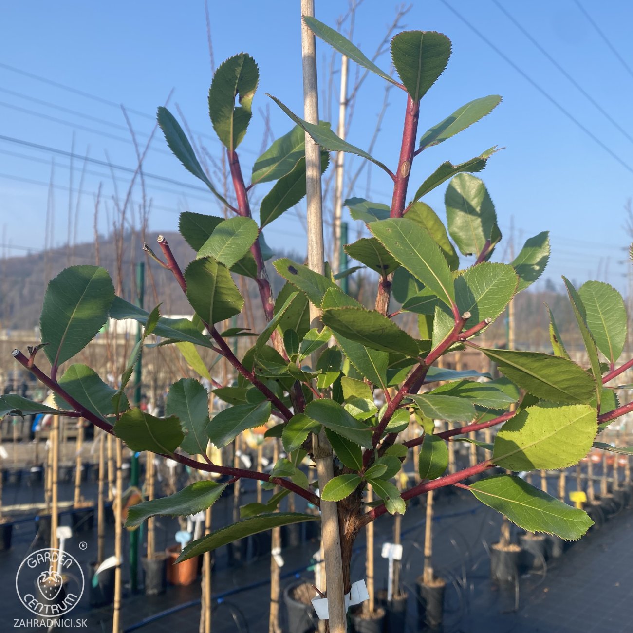 Obrázok Jahodovec obyčajný (Arbutus unedo-Litchi) ´PEACE AND LOVE´ - výška 170-190 cm, kont. C5L - NA KMIENKU